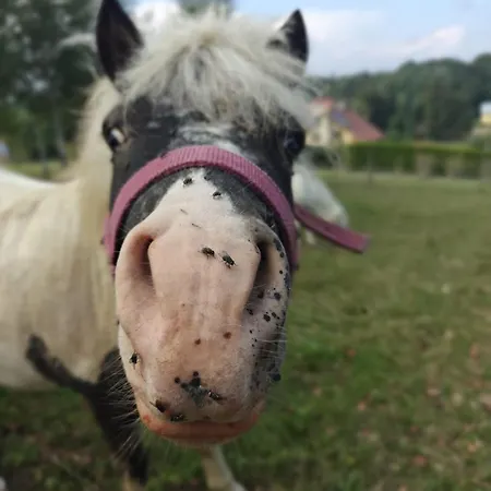 Siedlisko Tomaszewka Bobowa