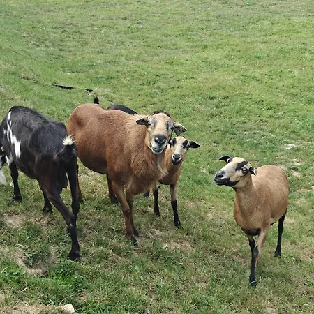 Siedlisko Tomaszewka Feriegård