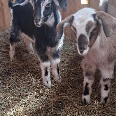 Feriegård Siedlisko Tomaszewka Bobowa