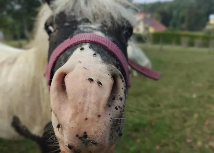 Siedlisko Tomaszewka Bobowa