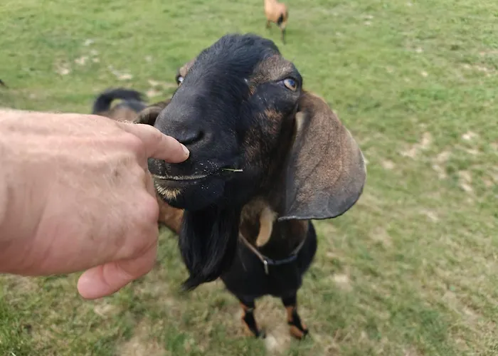 Siedlisko Tomaszewka *