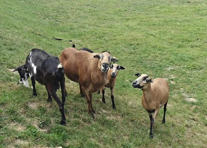 Siedlisko Tomaszewka Farmház