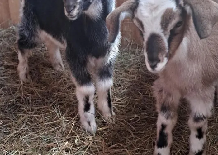Farmház Siedlisko Tomaszewka Bobowa
